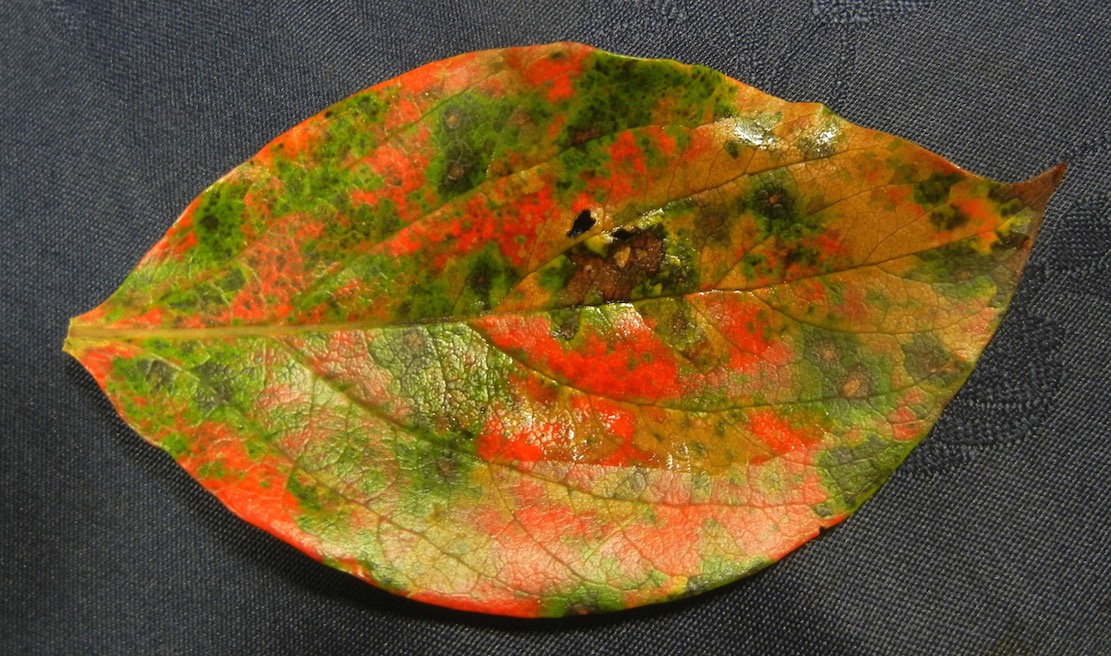 20-4  Arbutus Leaf