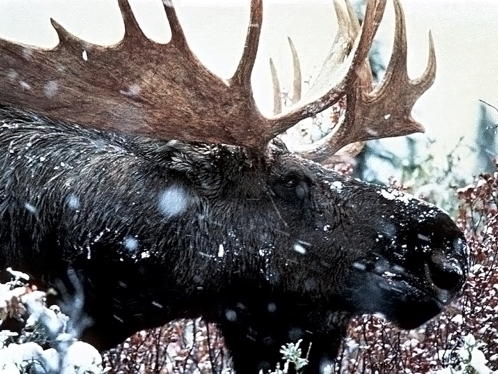 Moose spotting