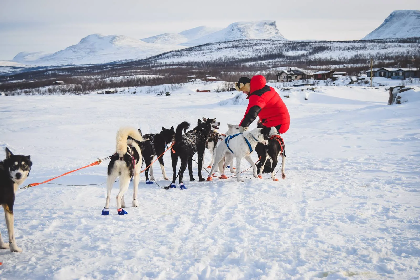 【狗拉雪橇】DOG SLEDDING TOUR