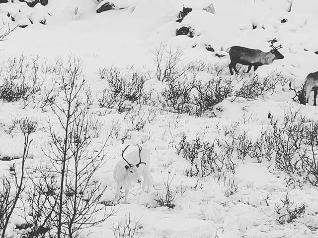 雪地裡純白的馴鹿

#reindeer #white #snow #norway #visitnorway
