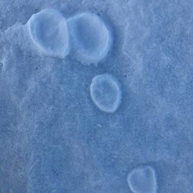 猜猜這是誰的腳印？

你們知道為什麼這腳印會凸出在雪地上呢？ 
寫下你的答案 晚點公佈正解

#arcticlife #footprints #lapland #animal #frankleestudio #laplandtrip北極秘境極光之旅