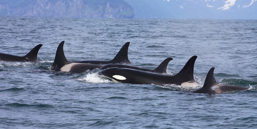 Orca in the Salish Sea