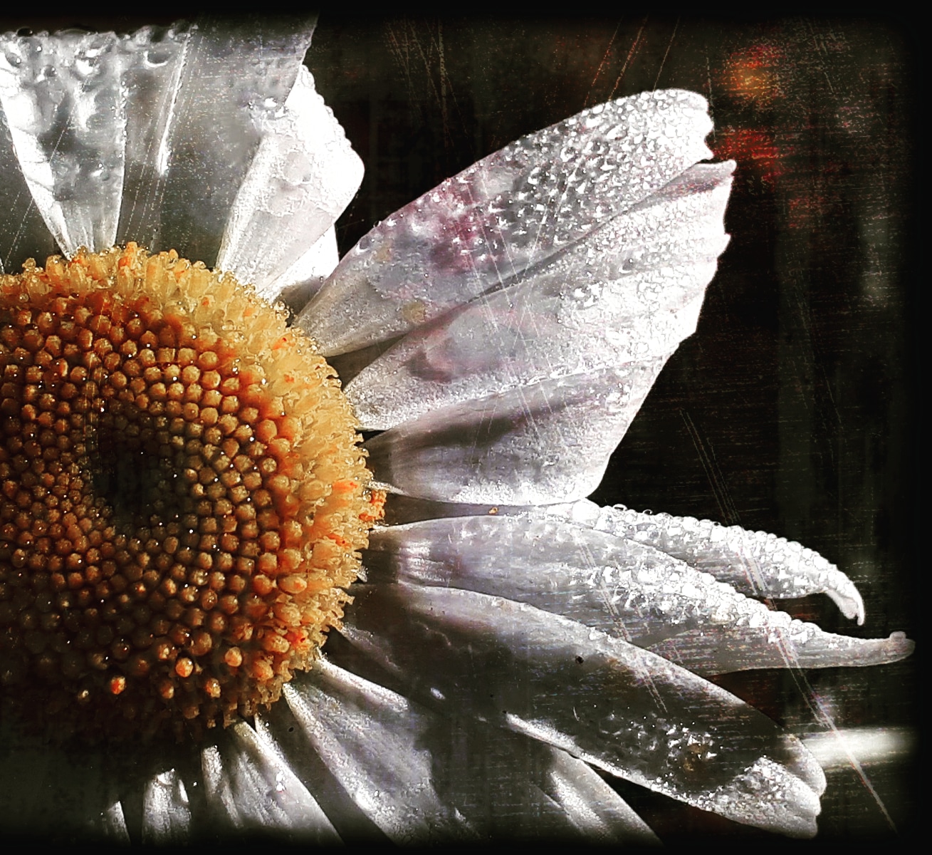 ISABELLE DeLAUNIERE "Morning Dew" 16"x16" photograph $275