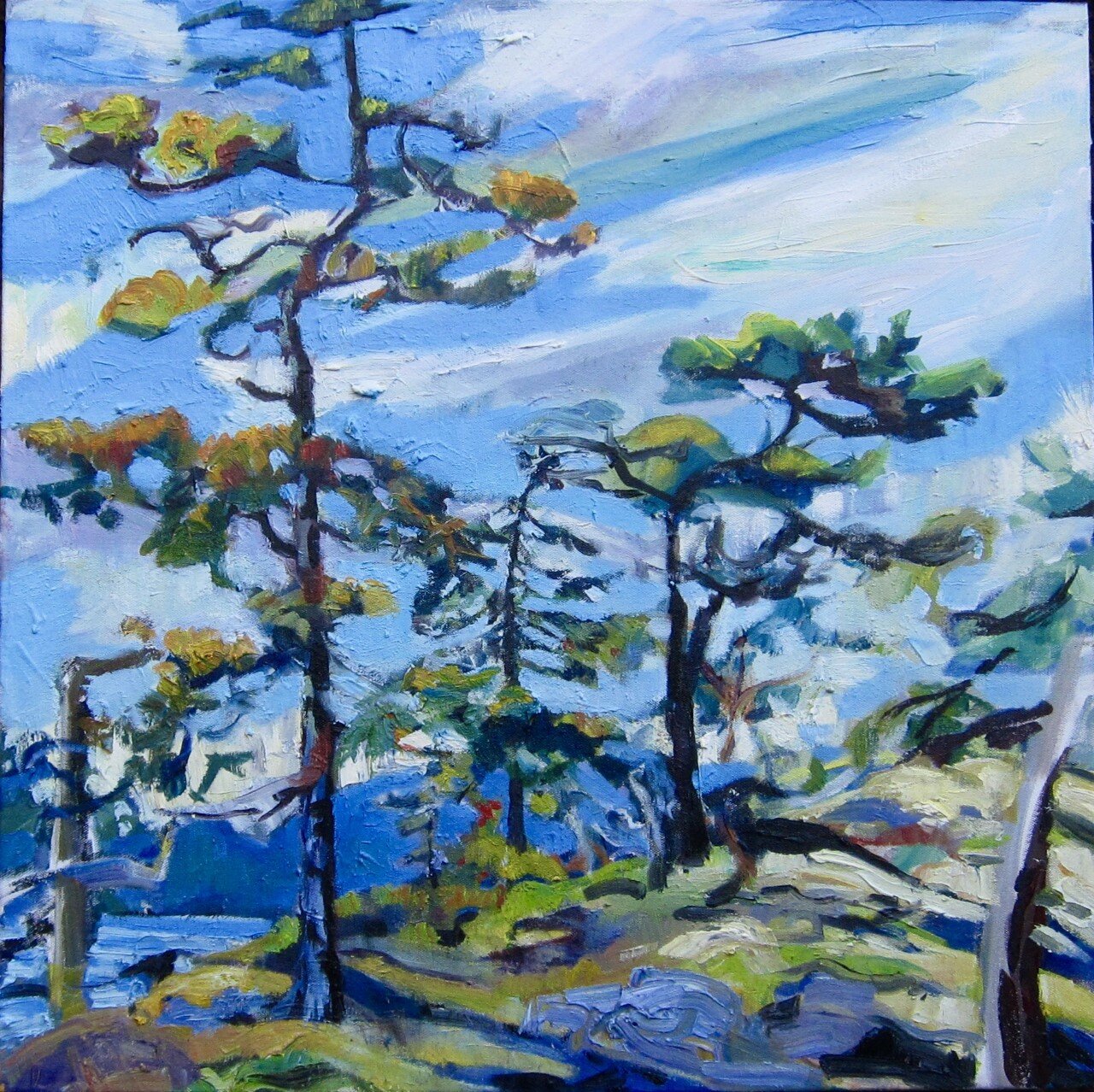 Fir Wears her Age, Ruckle Park, Salt Spring Island