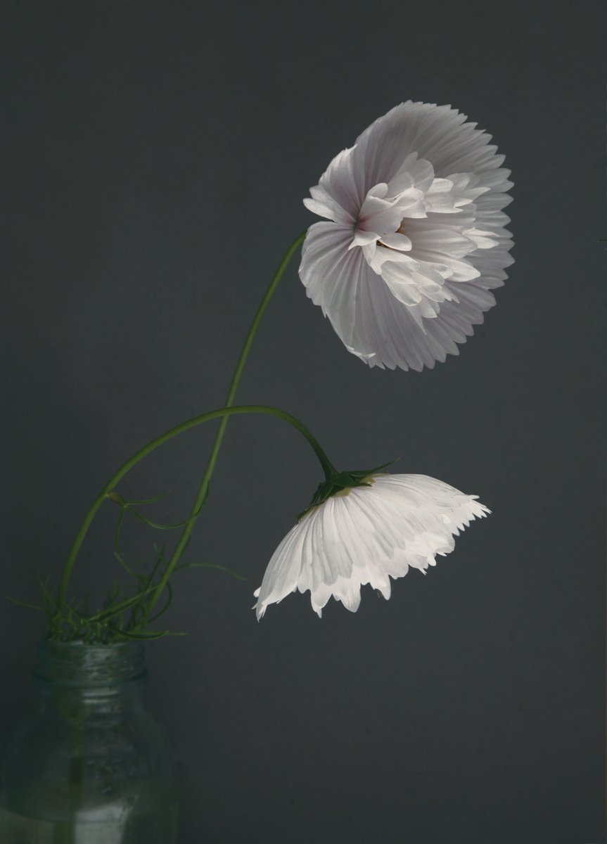Amy Melious_Two Blossoms.jpg
