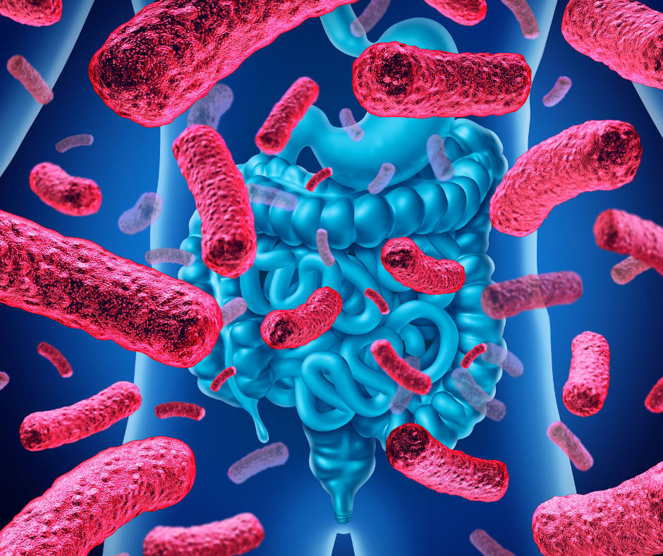 Trust your Gut! How probiotics can boost your Immune System