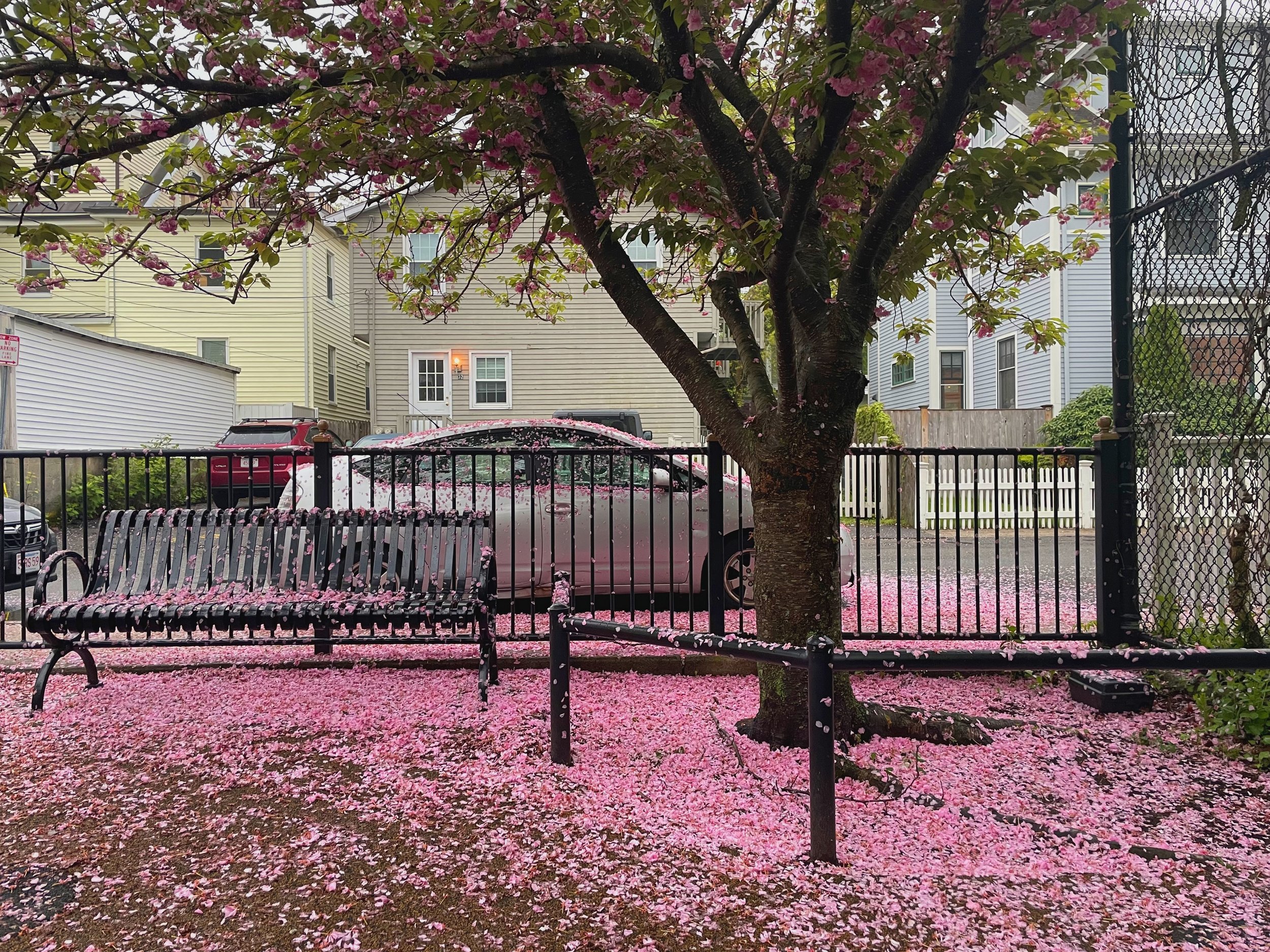 Spring 2025, Somerville, MA