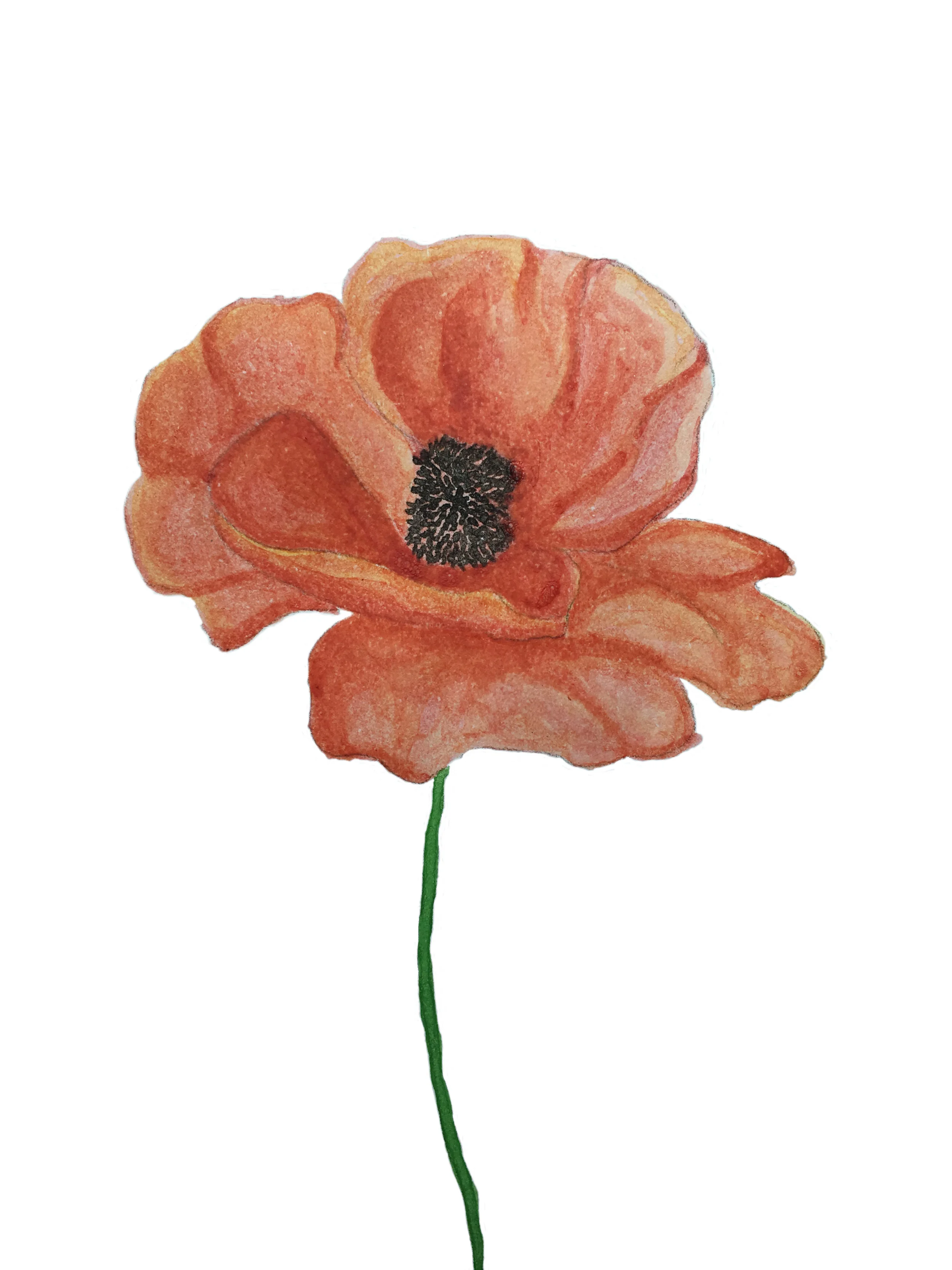 Poppy.jpg