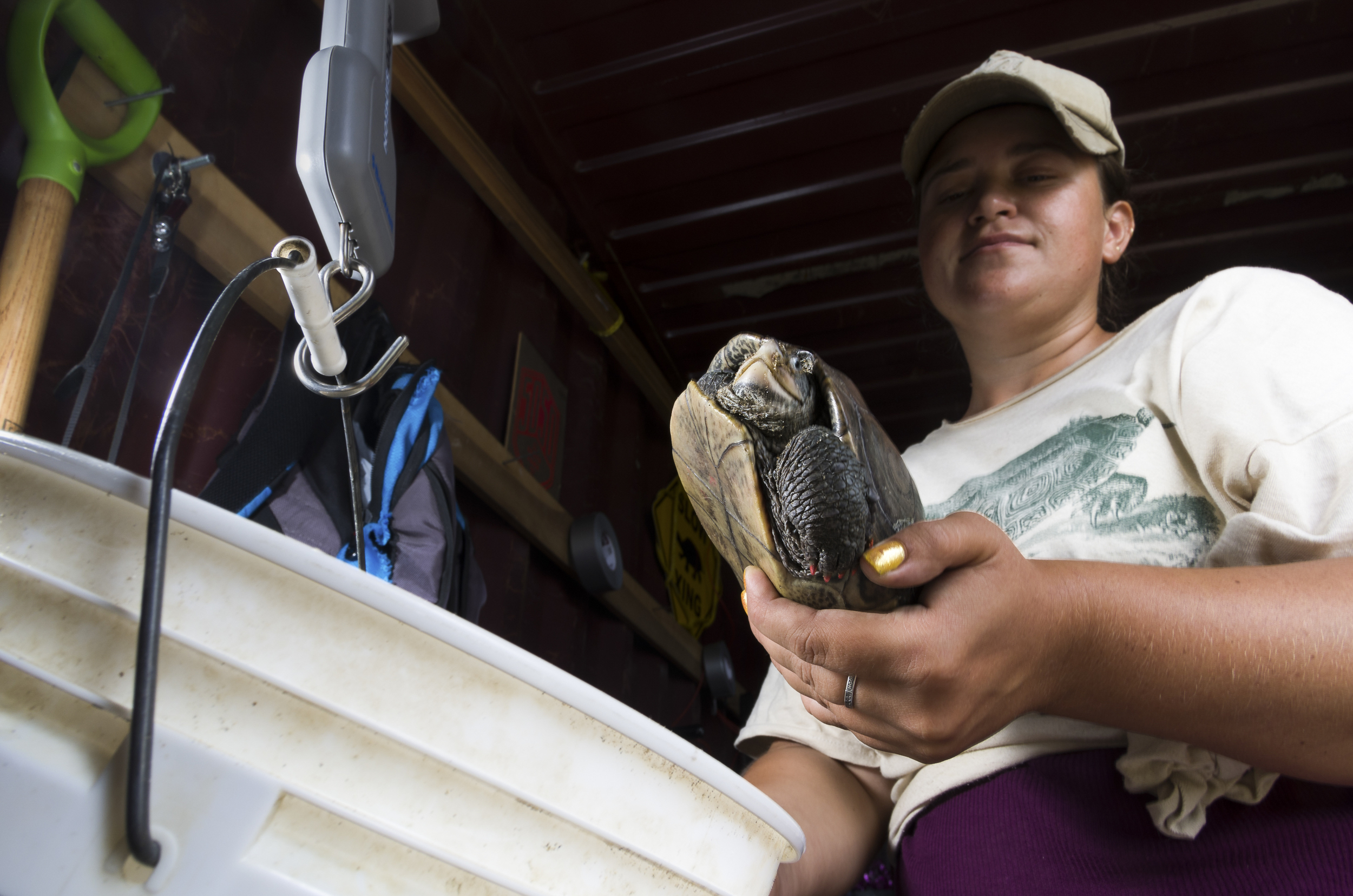   A Diamondback terrapin being weighed.  