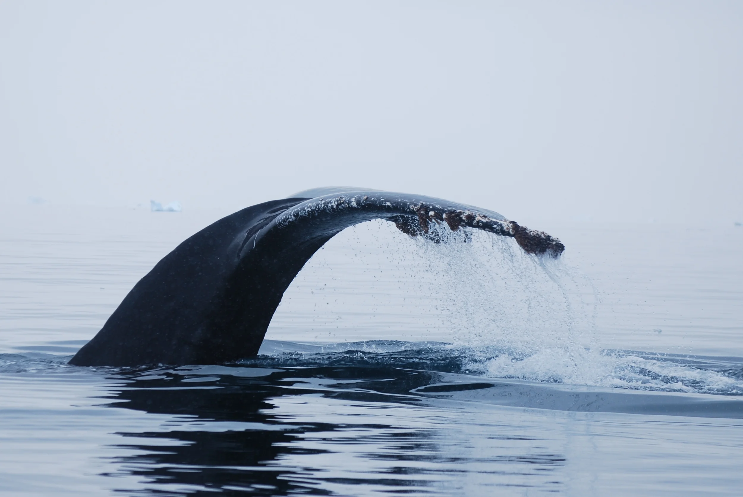 humpback tail.jpg