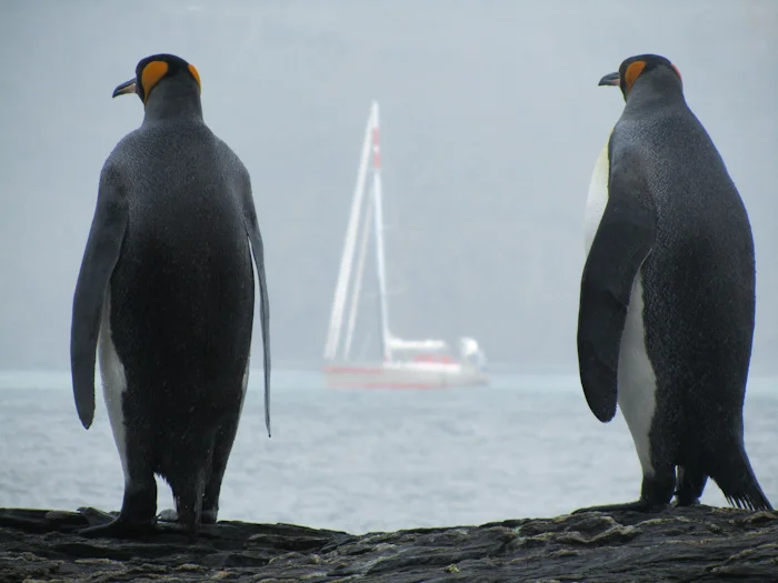 Yacht and superyacht expeditions to South Georgia are the icing on the cake