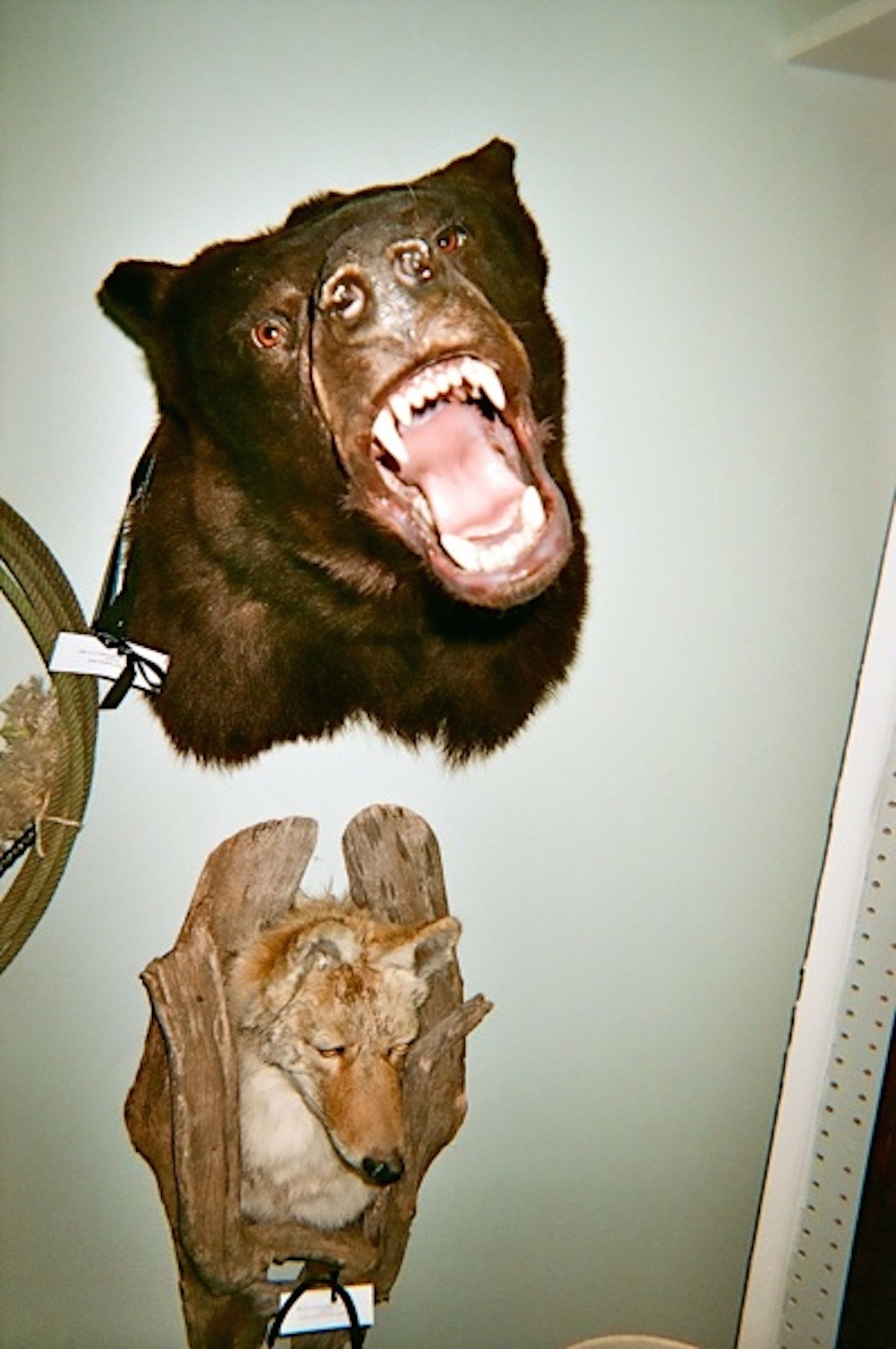 lindsay-dye-photography-art-taxidermy.jpg