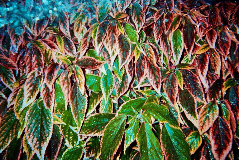 lindsay-dye-photography-art-fiu-plants.jpg
