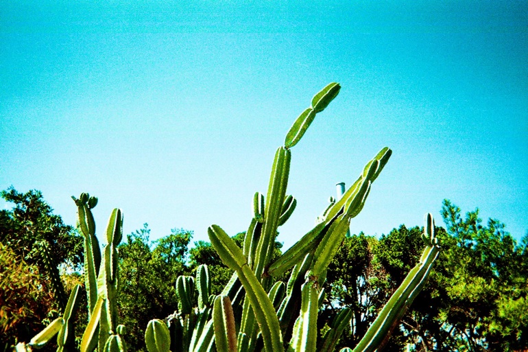 lindsay-dye-photography-art-miami-cactus.jpg