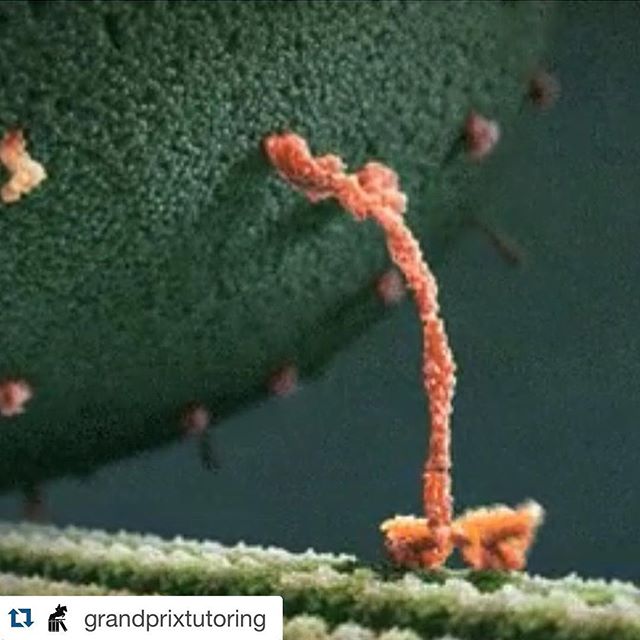 #Repost @grandprixtutoring with @repostapp.
・・・
You're looking at happiness! This is a myosin protein dragging an endorphin along a filament to the inner part of the brain's parietal cortex which creates happiness. Go to our Facebook page to view the