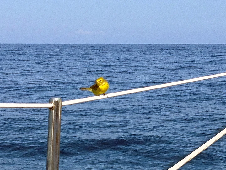 With no land in sight, this little hitchhiker stayed with us for about three hours.