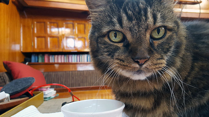 Lucy strongly prefers Onat.