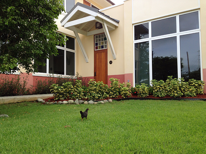 Our office. (There are chickens everywhere.)