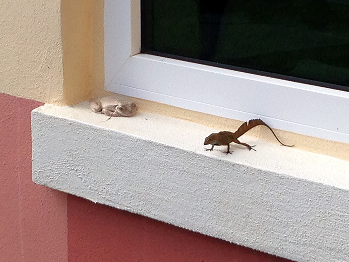 This frog and lizard have been fast friends, hanging out on the windowsill next to our office's front door all summer. Odd that we haven't given them names yet.