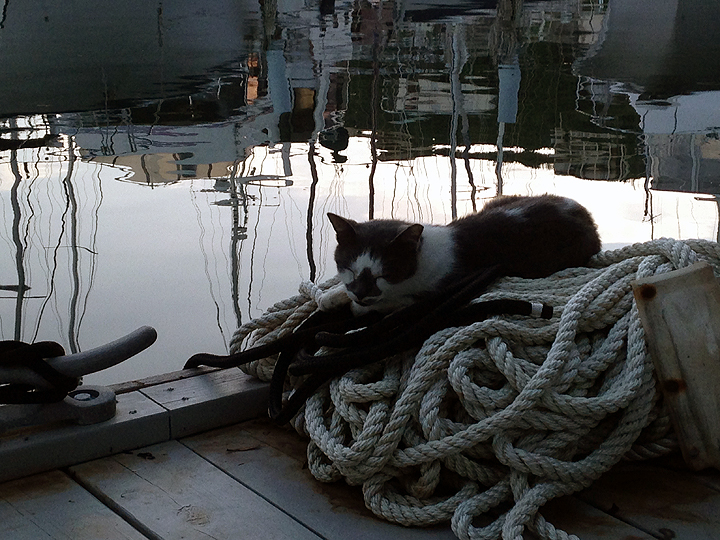 Marina cat Shorty.