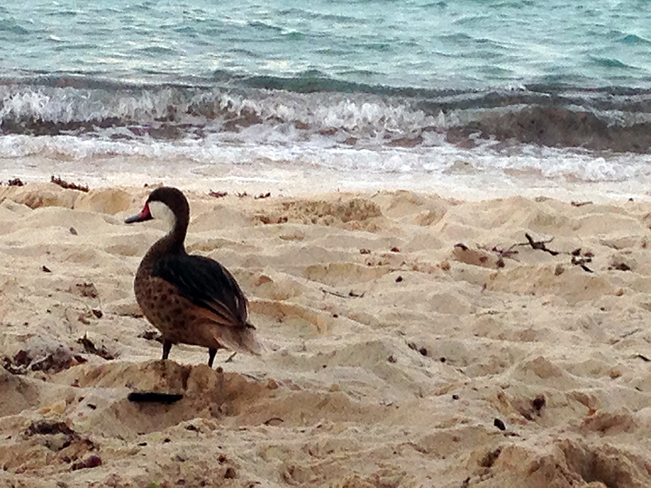Beach duck thinking about money.
