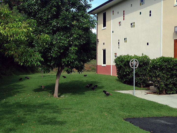 Feral chickens outside our office.