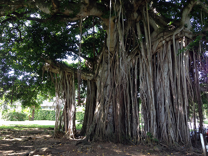 Banyan Tree