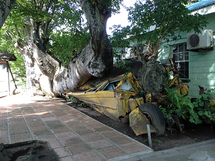 This huge African Boobab tree was felled in 1979 by Hurricane David, crushing the (empty) school bus.