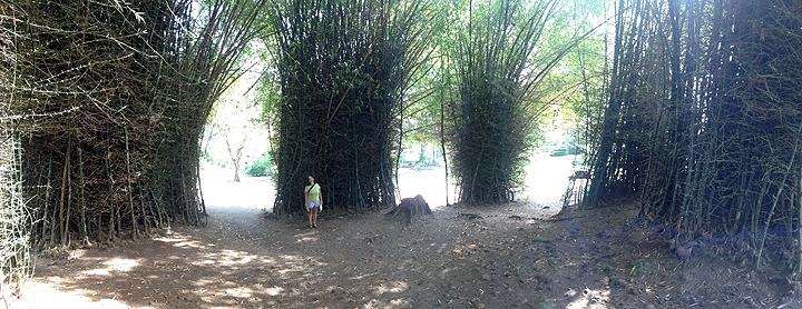 Bamboo cathedral