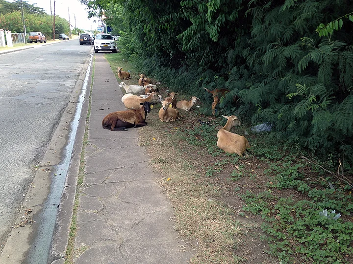 Caribbean sheep (goats- tails point up; sheep - tails points down), just waitin' for the bus