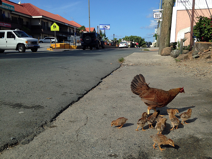 Urban chickens in Red Hook, St. Thomas