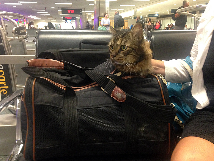 Boats, planes, cars; Lucy is an easy traveler