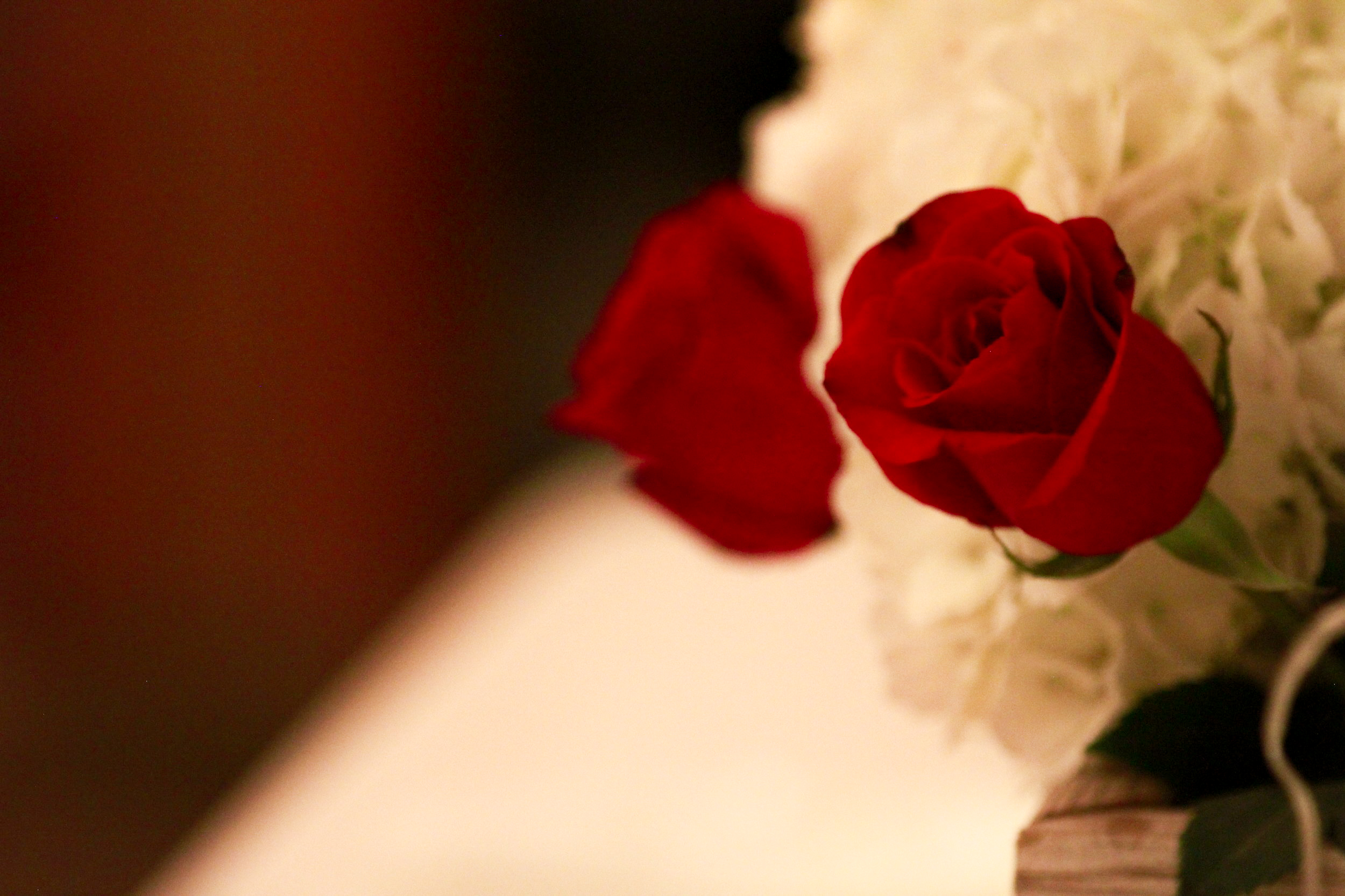 _MG_3143 3.14.09 PM.jpg