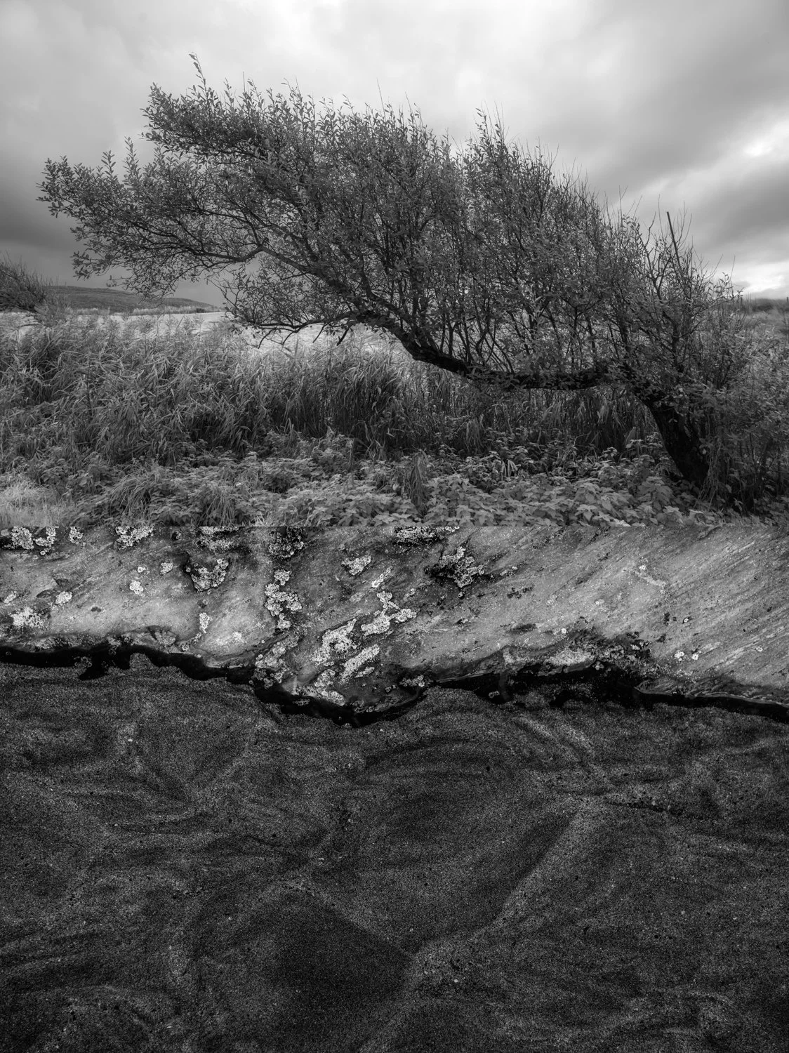 _DSC0268 diptych.jpg