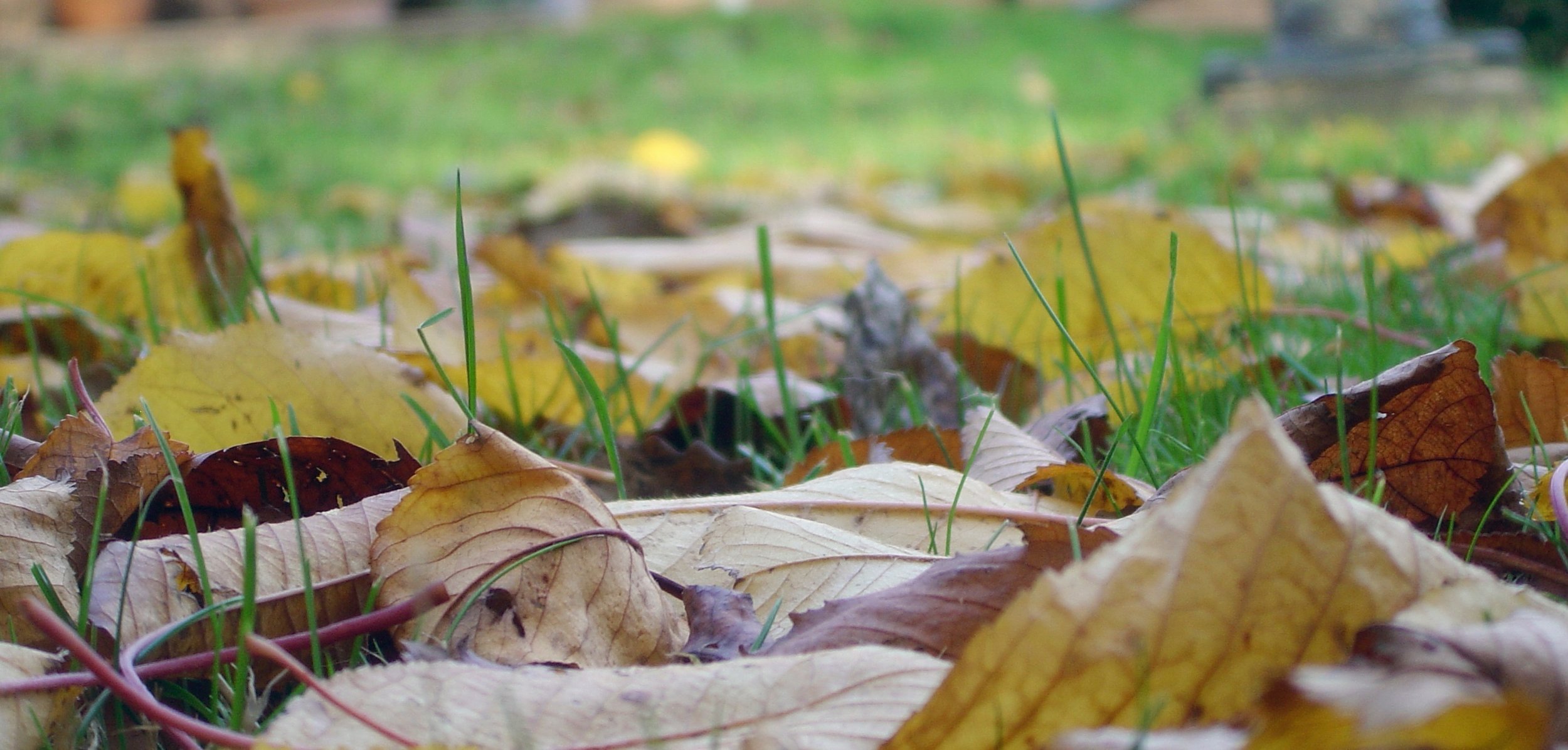 Enter the Season of Writing