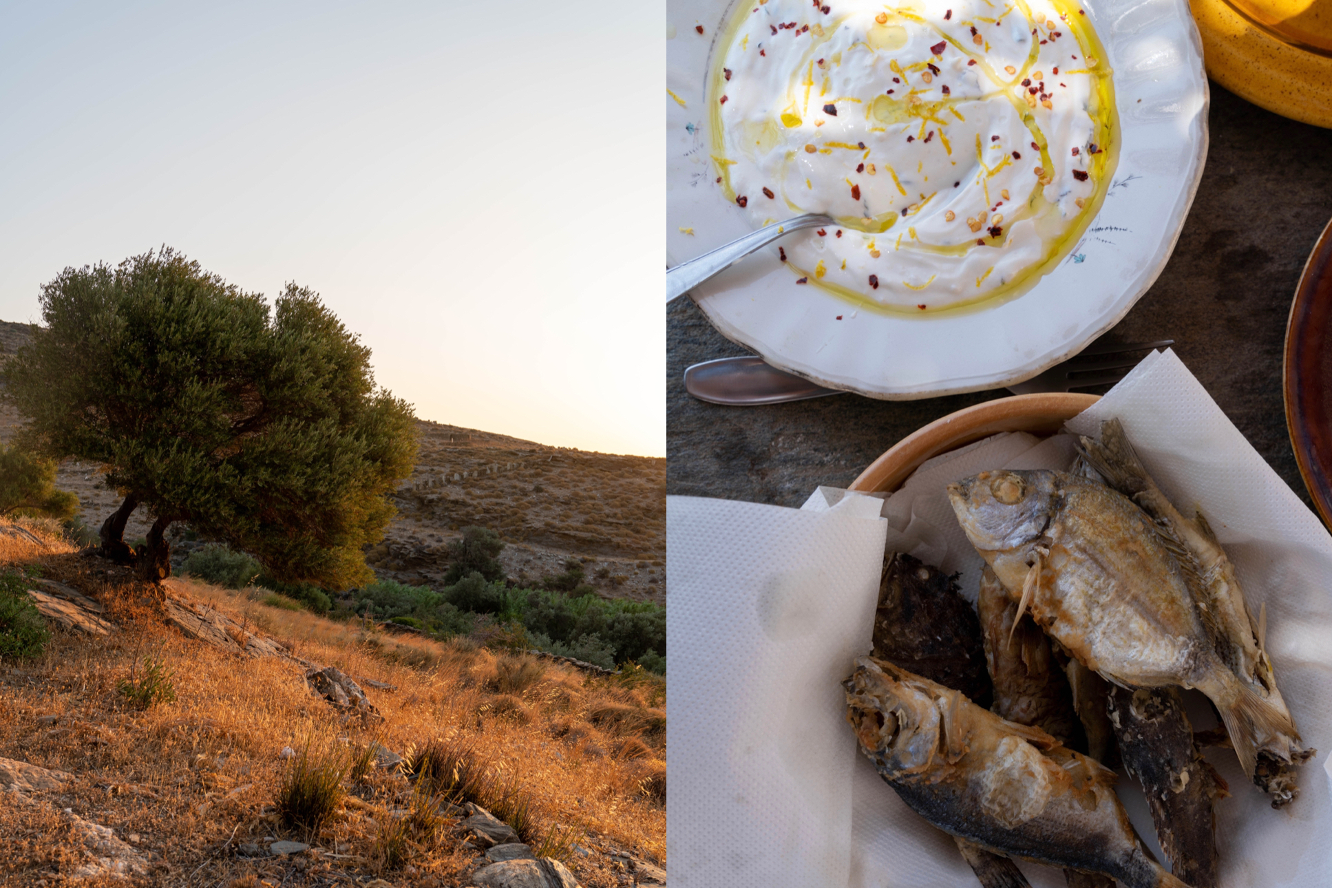 The Olive Garden, Andros, Cyclades