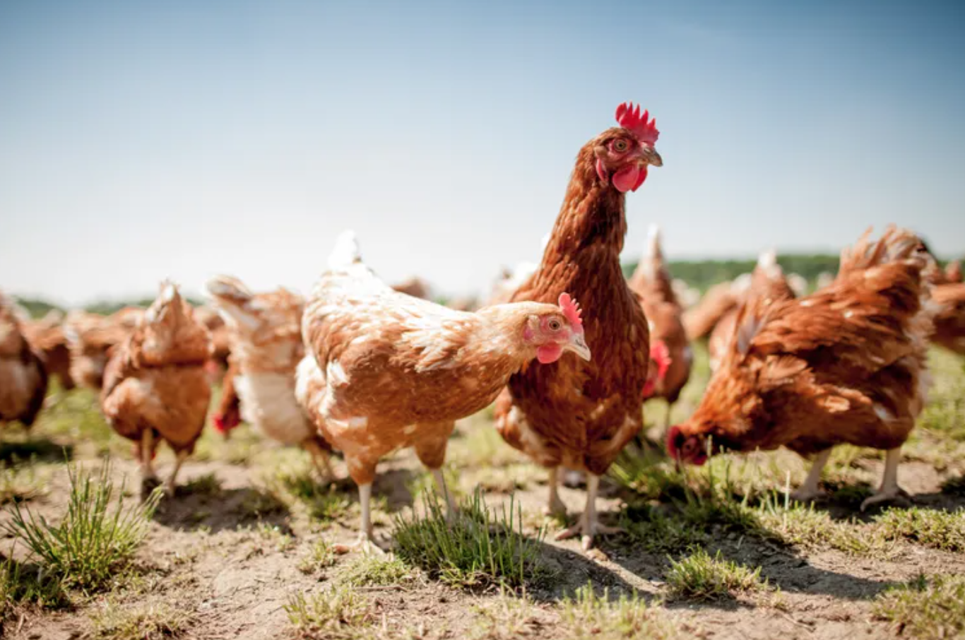 Screen Shot 2020-06-09 at 10.48.28 AM.png