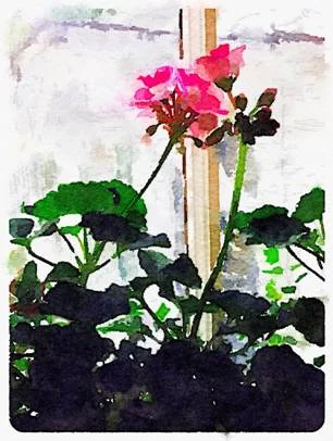 Geraniums in the sanctuary. Image by Eileen Honey.