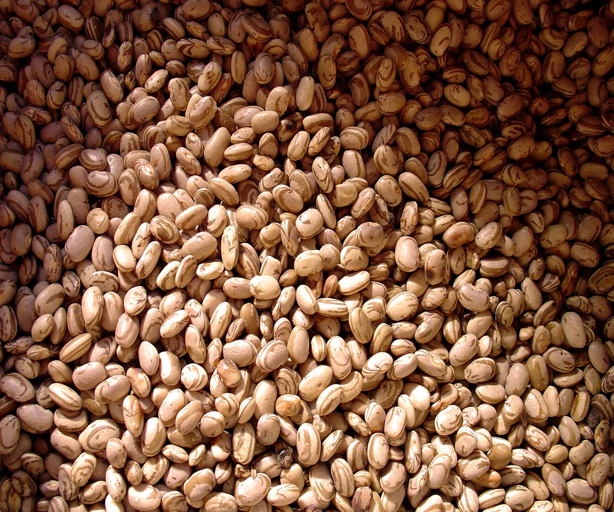 Silverman Consulting Food Manufacturing & Processing