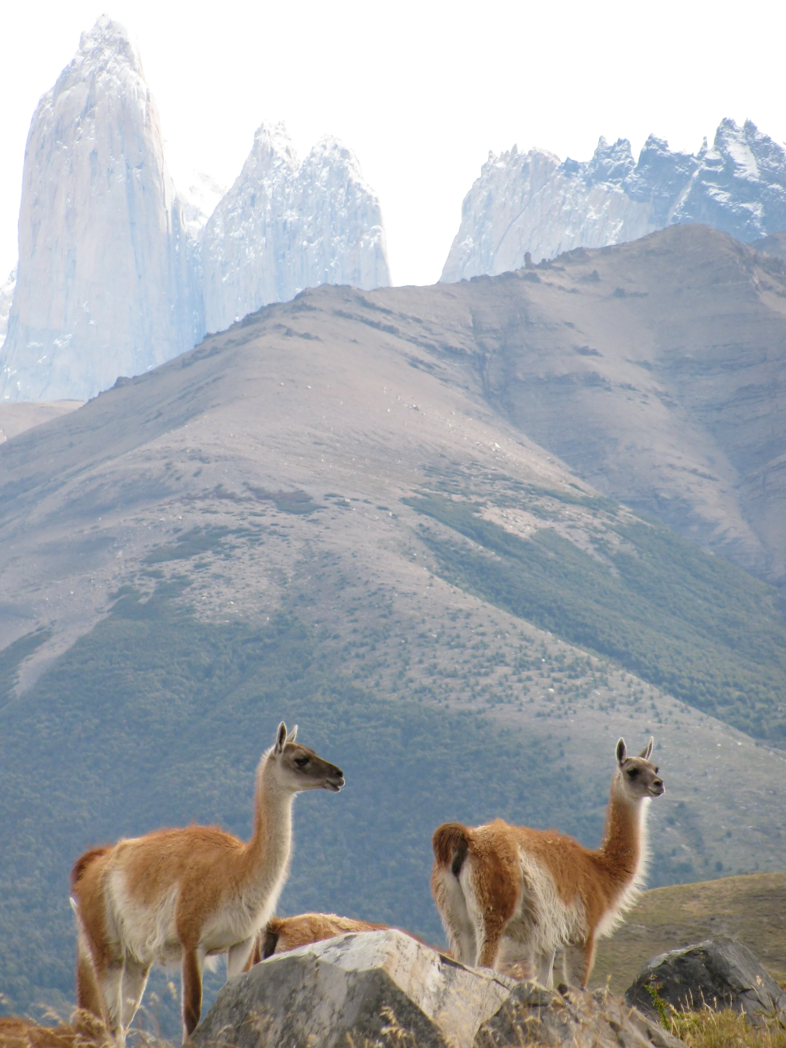 Guanacos, Torres del Paine