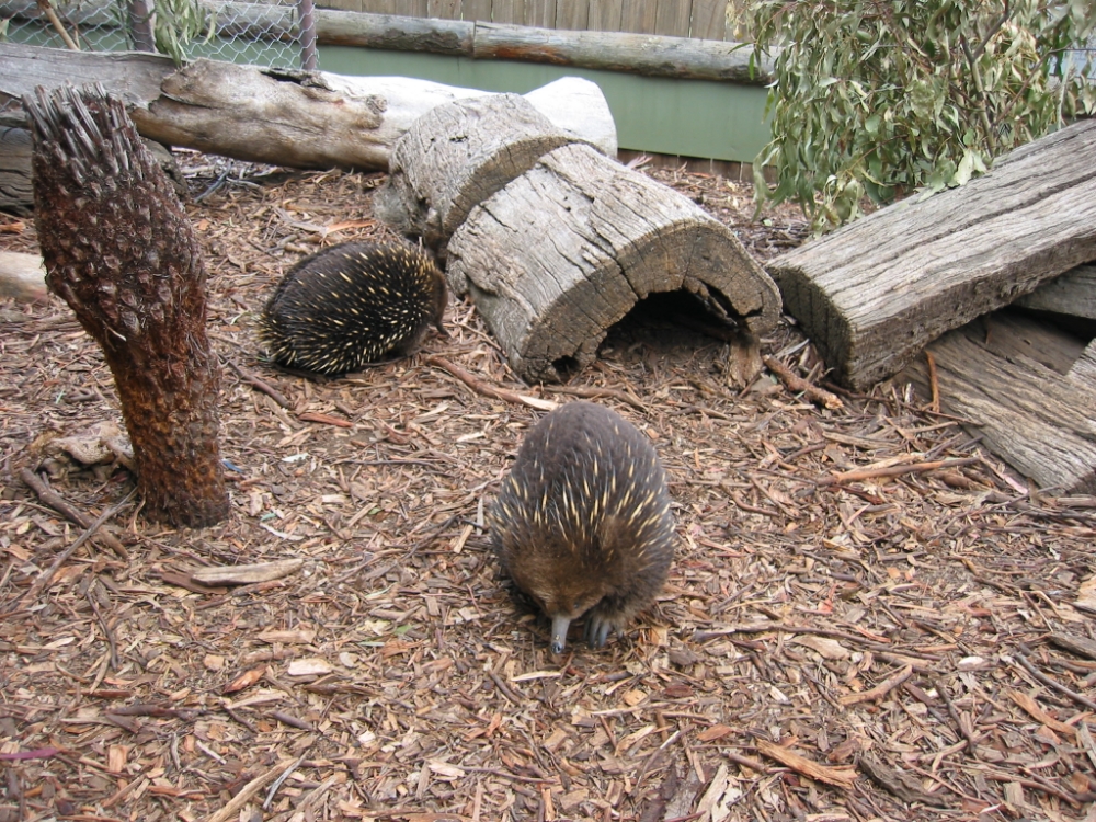 Echidnas