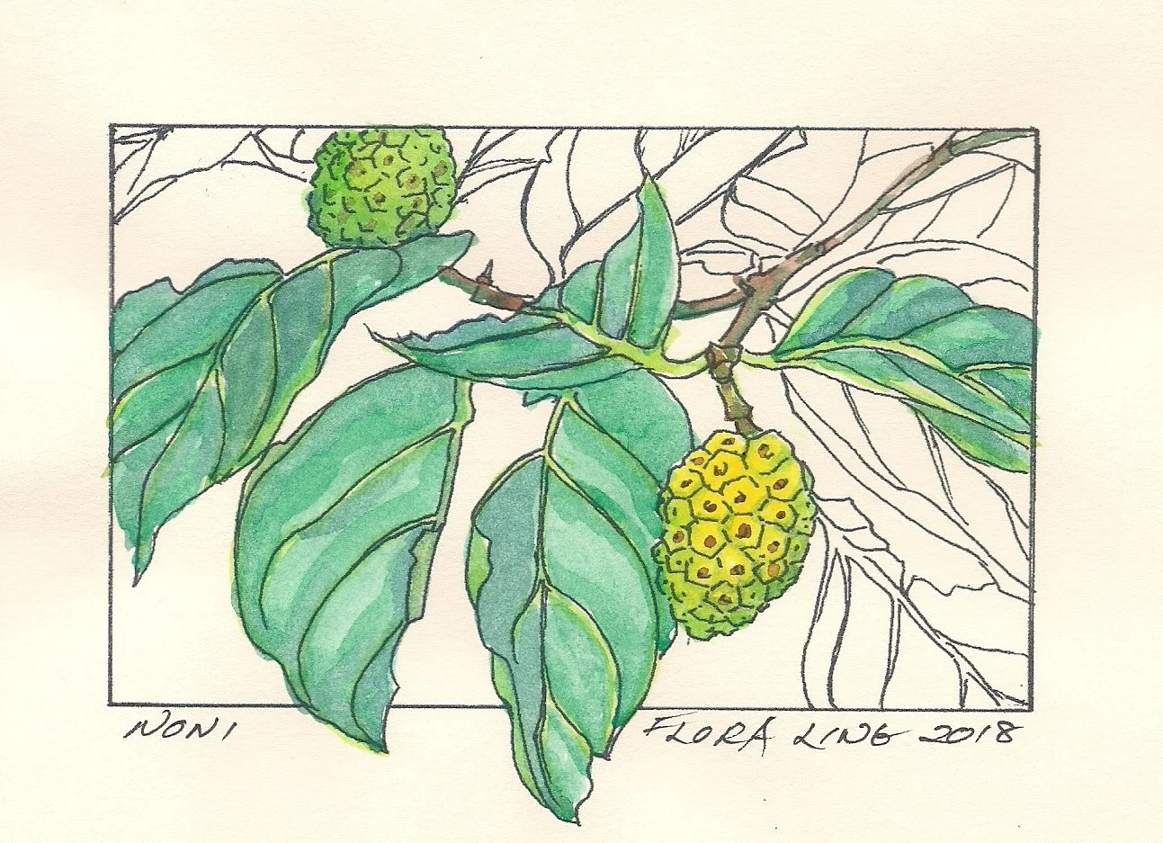 Noni or Cheese Plant