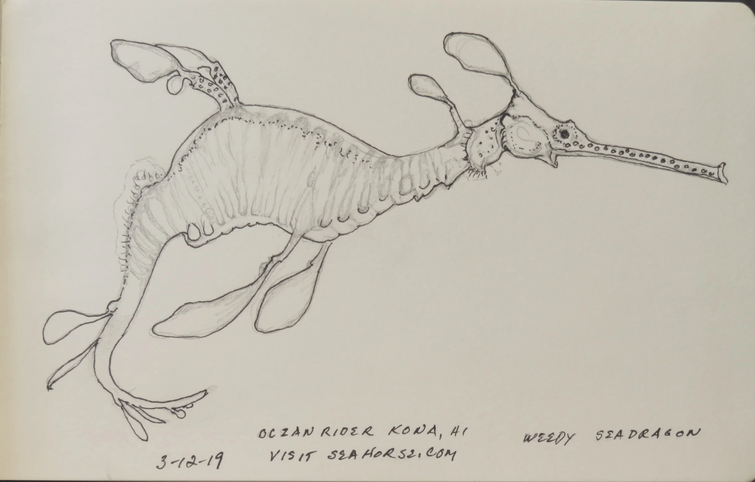 Weedy Seadragon