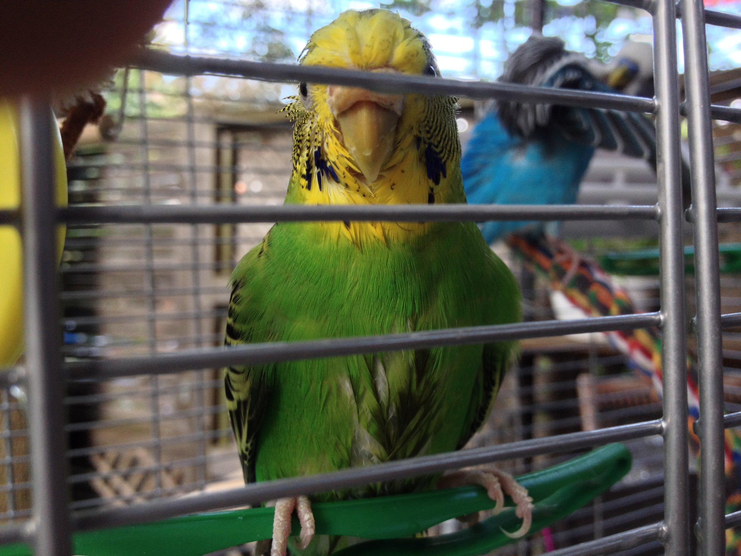 Photo: CK (Her name is Toph, his is Picard. They just had a cooling spray of mist while outside in the sun. Ruffled feathers, but in a good way!)
