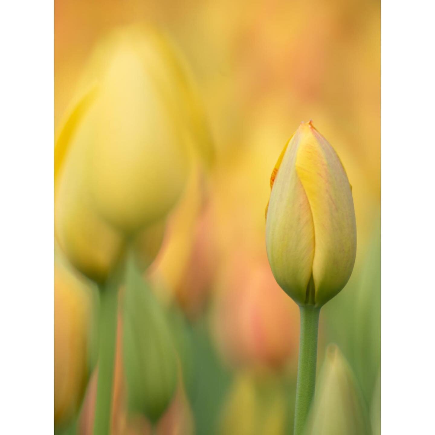 Flowers! Jardins botaniques.
Sigma 600mm reflex lens does wild things. #tulips #magnolia #montrealphotographer #sigma600mmf8mirrorlens #lesjardinsbotaniquesdemontr&eacute;al #flowerporn #macro