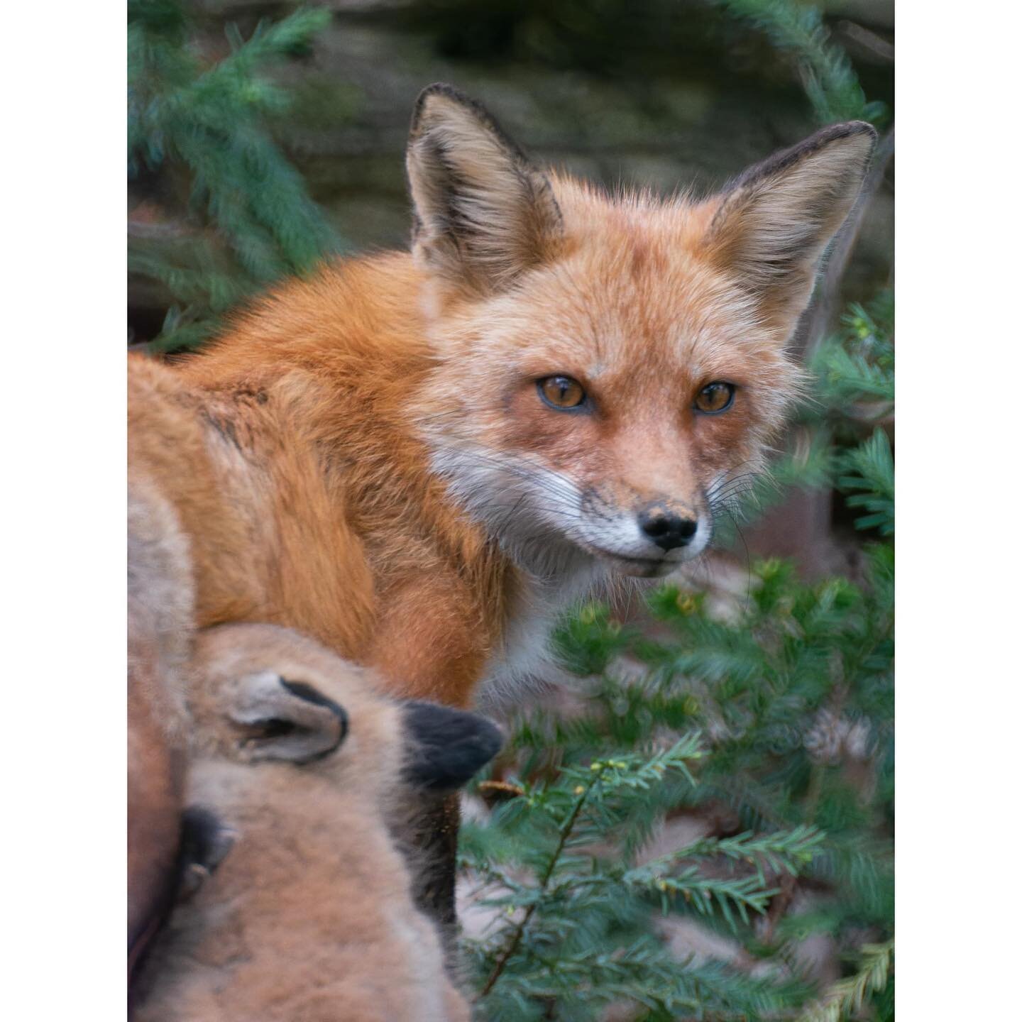 A really special experience. Louis L'&Eacute;tourneau asked me if I wanted to meet him this morning, to see if I could get some photos of the new fox kits that had joined the world. I was fortunate enough last year to get some photos of the previous 
