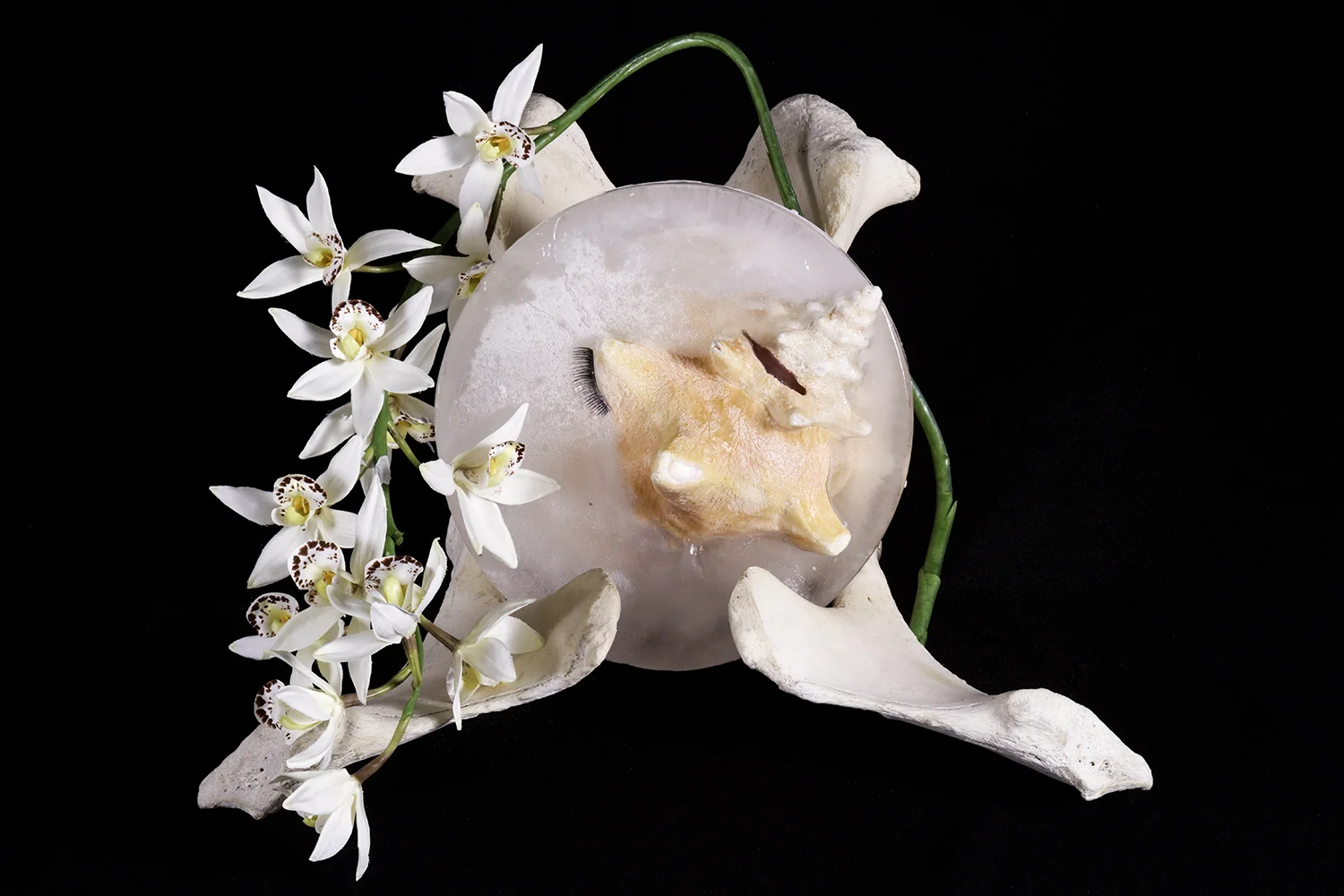 IceConch.jpg