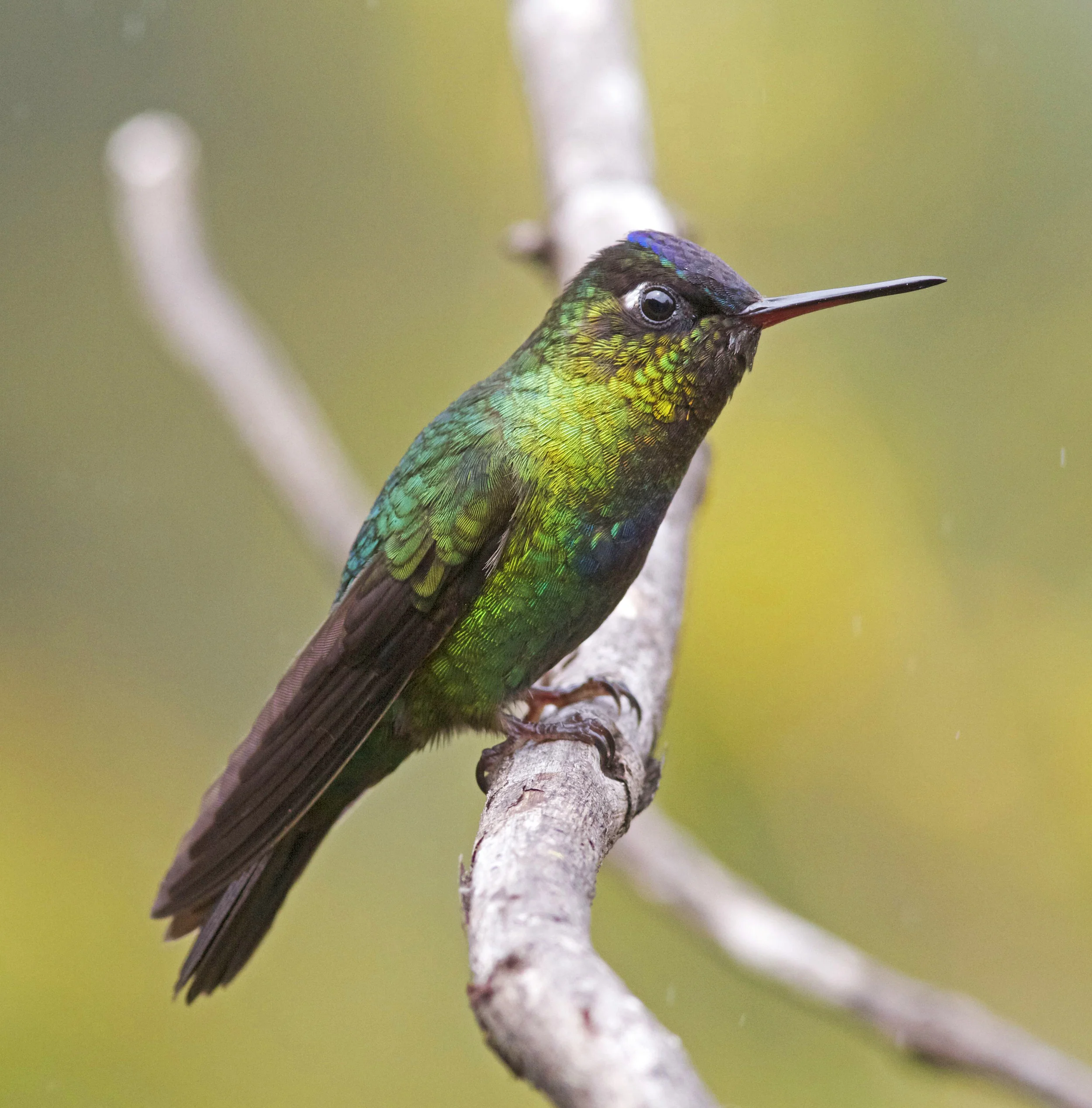 Fiery_throated_Hummingbird_JCB3.jpg