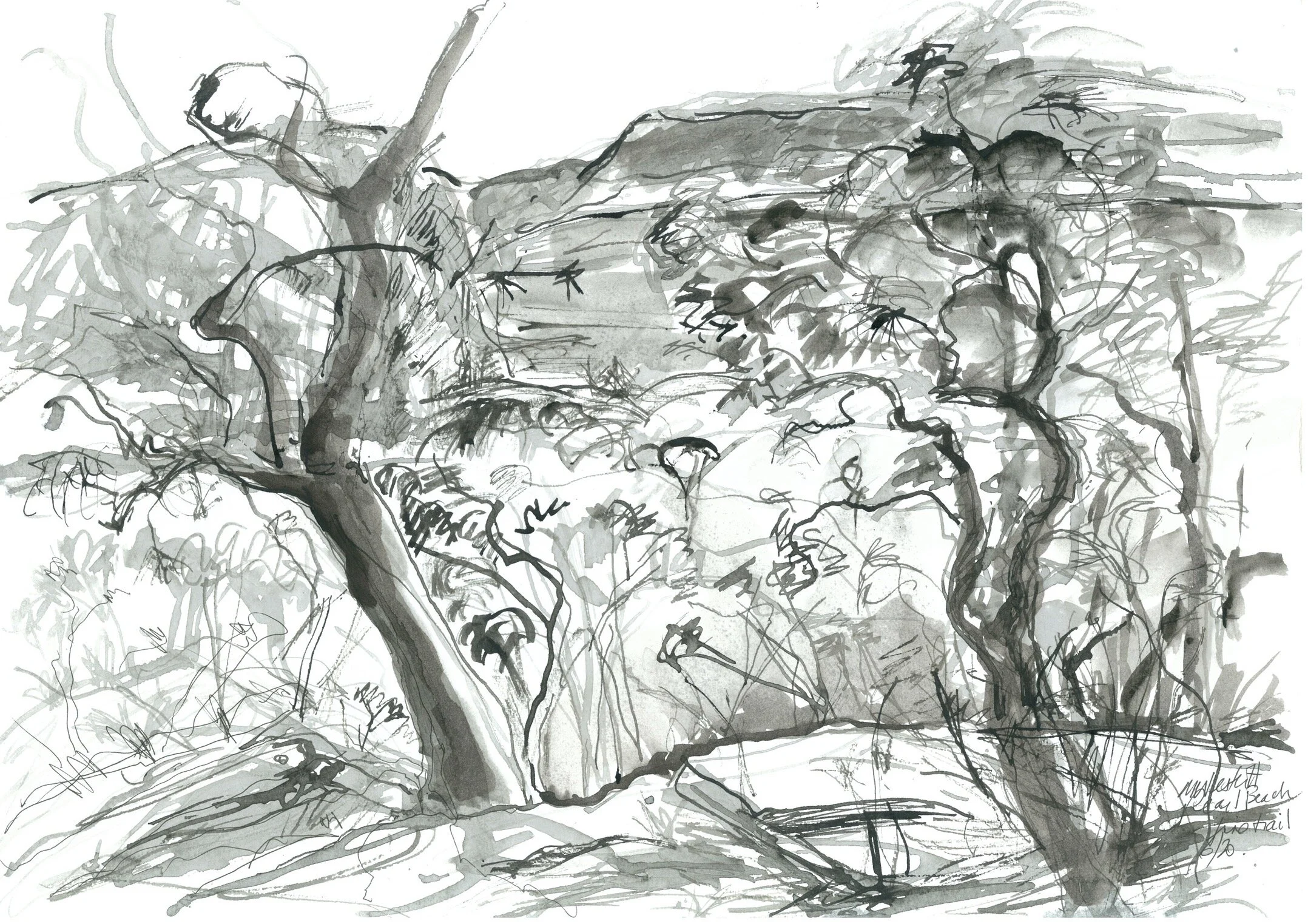 FireTrailView Pearl Beach.jpeg