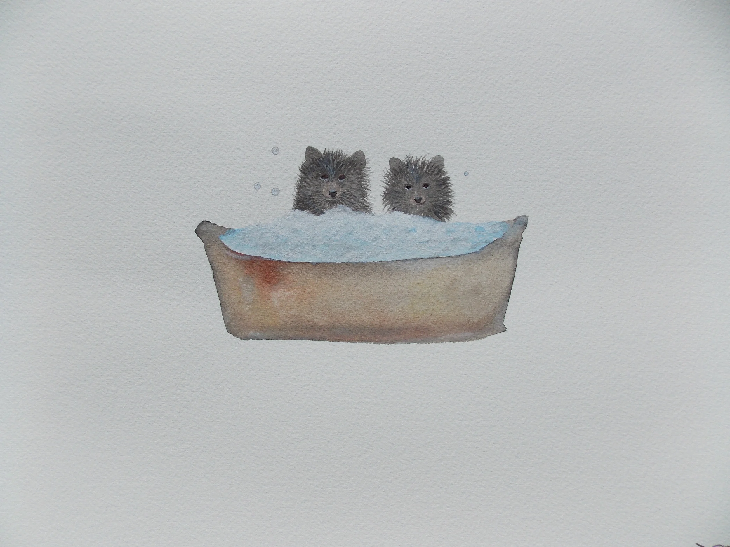 Bristly Black Bear Brothers